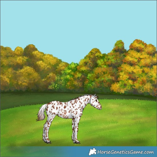 Horse Color:Chestnut Appaloosa 