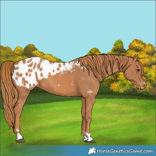 Horse Color:Chestnut Blanket 