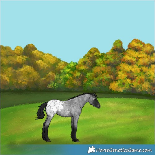 Horse Color:Gray Blue Roan Appaloosa 