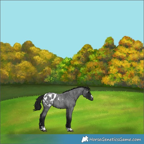 Horse Color:Gray Blue Roan Appaloosa 
