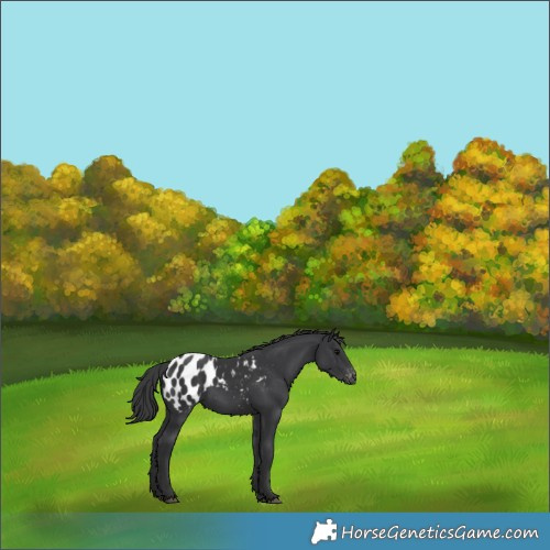 Horse Color:Black Appaloosa 