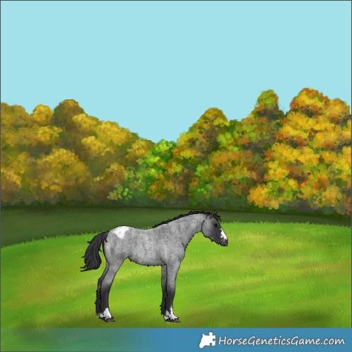 Horse Color:Blue Roan Appaloosa 