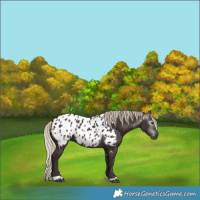 Horse Color:Gray Silver Black Near Leopard 