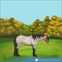 Horse Color:Bay Roan Varnish 