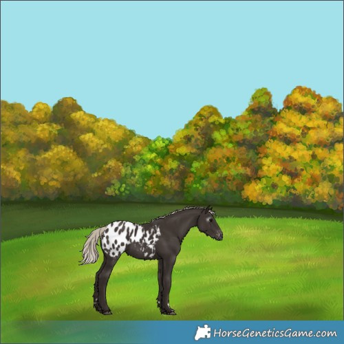 Horse Color:Gray Silver Black Appaloosa 
