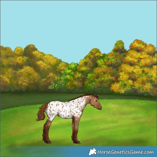 Horse Color:Gray Red Dun Appaloosa 