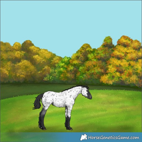 Horse Color:Blue Roan Near Leopard 
