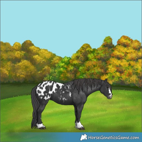 Horse Color:Black Appaloosa