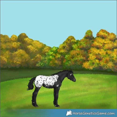 Horse Color:Gray Black Appaloosa 