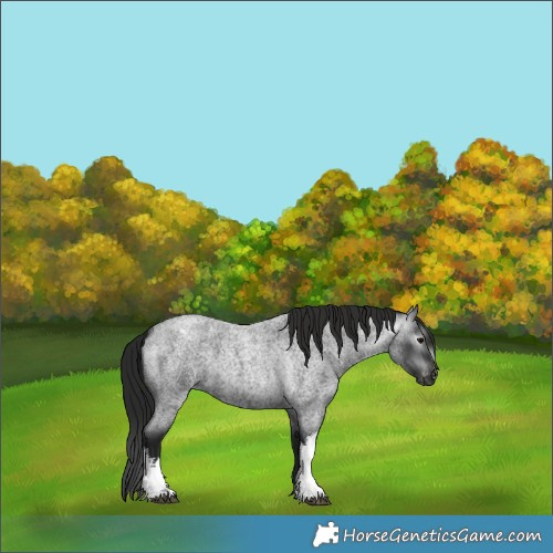 Horse Color:Gray White Spotted Blue Roan Varnish 