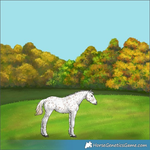 Horse Color:Gray Chestnut Appaloosa 