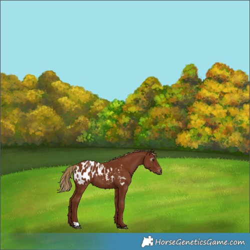 Horse Color:Gray Chestnut Appaloosa 