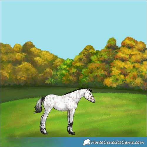 Horse Color:Gray Bay Roan Dun Appaloosa 