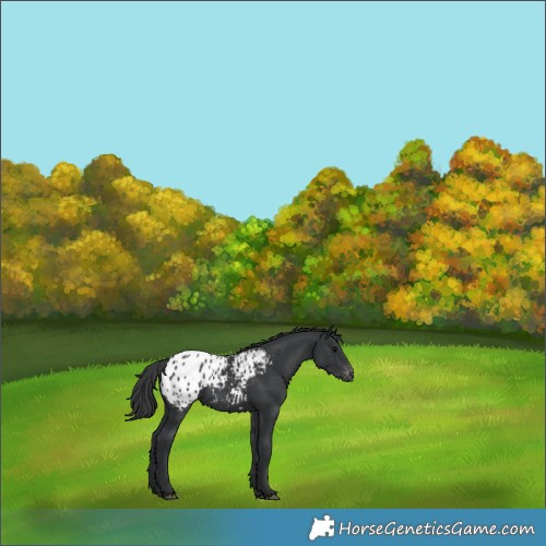 Horse Color:Black Appaloosa 