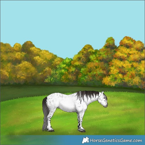Horse Color:Gray Bay Roan Near Leopard 