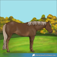 Horse Color:Chocolate Palomino 