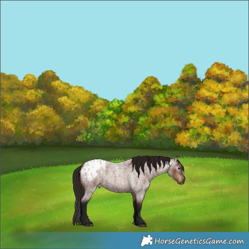 Horse Color:Gray Bay Roan Appaloosa