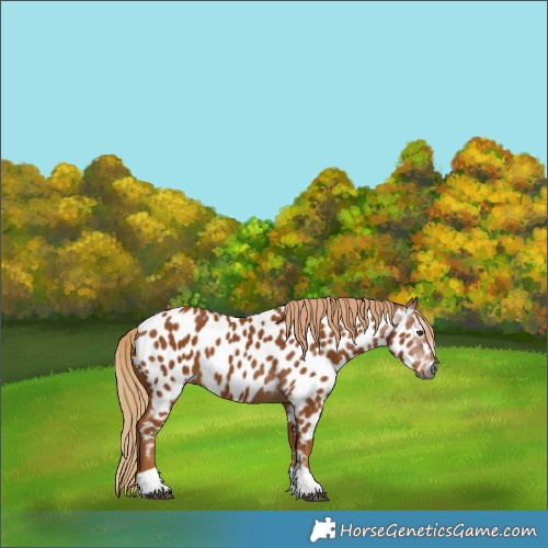 Horse Color:Gray Chestnut Tobiano Near Leopard 