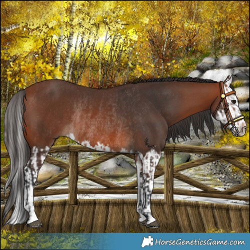 Horse Color:Bay Rabicano  and Bay Splash Rabicano 