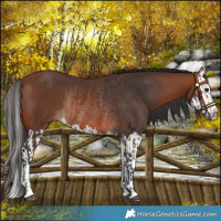 Horse Color:Bay Rabicano and Bay Splash Rabicano