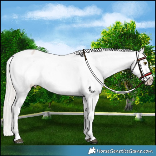 Horse Color:Silver Bay Roan Dun Appaloosa Rabicano 