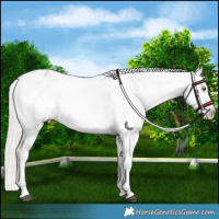 Horse Color:Silver Bay Roan Dun Snowflake Varnish Rabicano
