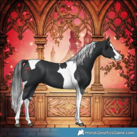 Horse Color:Black Splash Tobiano 