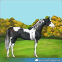 Horse Color:Black Splash Tobiano 