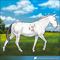 Horse Color:Liver Red Dun Splash Appaloosa  and White Spotted Liver Red Dun Sabino Splash Appaloosa 