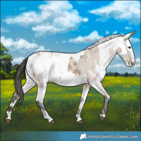 Horse Color:Liver Red Dun Splash Appaloosa  and White Spotted Liver Red Dun Sabino Splash Appaloosa 