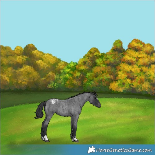 Horse Color:Blue Roan Appaloosa 