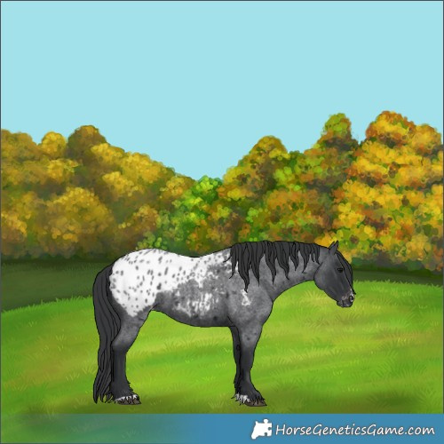 Horse Color:Blue Roan Appaloosa 