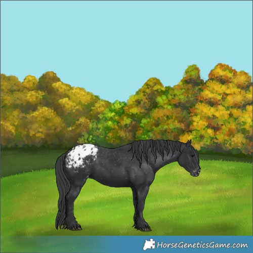 Horse Color:Black Appaloosa
