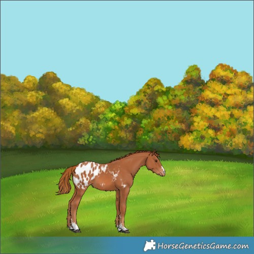 Horse Color:Chestnut Appaloosa 
