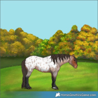Horse Color:Bay Roan Near Leopard 