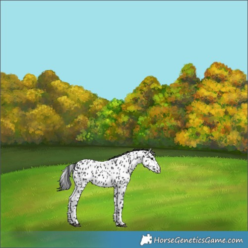 Horse Color:Black Appaloosa 