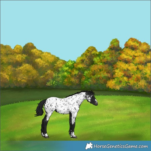 Horse Color:Gray Black Appaloosa 