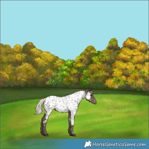 Horse Color:Silver Black Near Leopard 