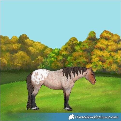 Horse Color:Bay Roan Appaloosa 