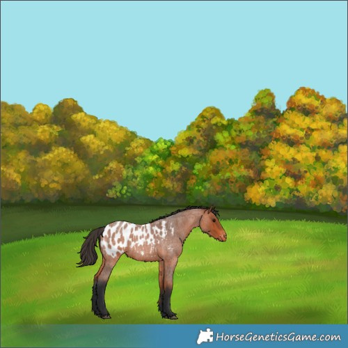 Horse Color:Bay Roan Appaloosa 