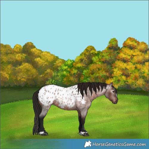 Horse Color:Gray Bay Roan Appaloosa 
