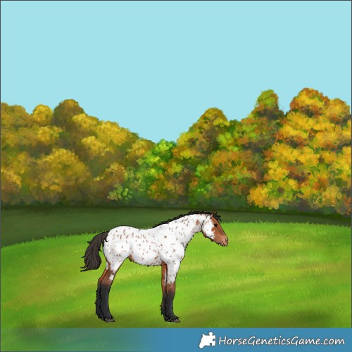 Horse Color:Bay Appaloosa 