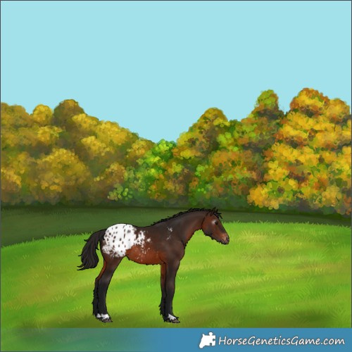 Horse Color:Gray Bay Appaloosa 