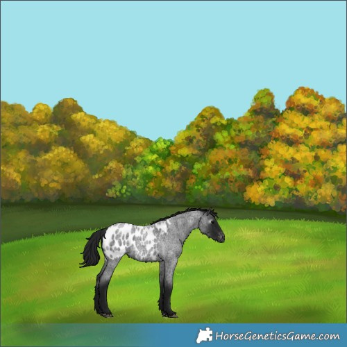 Horse Color:Gray Blue Roan Near Leopard 