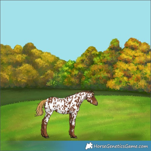 Horse Color:Gray Chestnut Near Leopard 