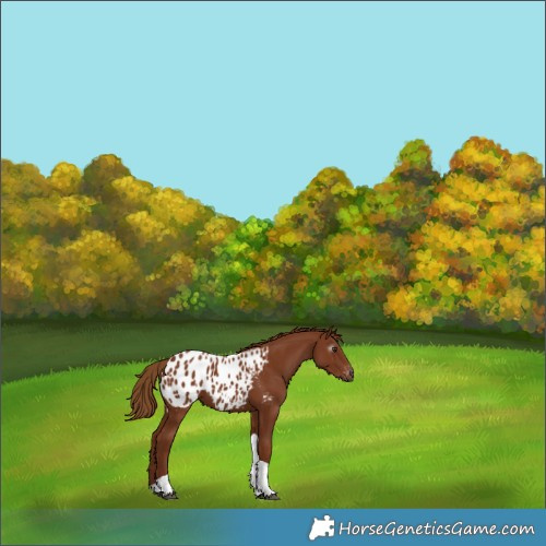 Horse Color:Gray Chestnut Tobiano Appaloosa 