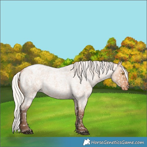 Horse Color:Silver Bay Roan Dun Appaloosa Rabicano 