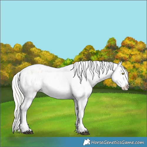 Horse Color:Silver Bay Roan Dun Appaloosa Rabicano 