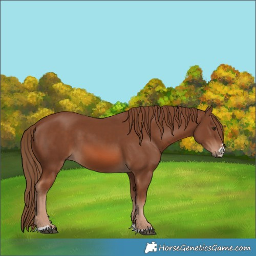 Horse Color:Chestnut 