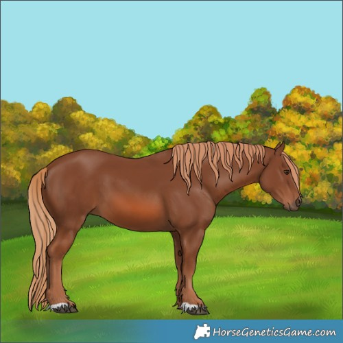 Horse Color:Chestnut 